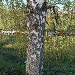 Betula pendula 樹皮