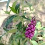 Lantana trifolia Fruit