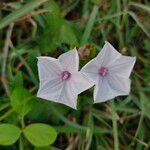 Ipomoea sagittifolia