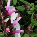 Salvia involucrata Кветка