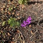 Delphinium orientale Kvet