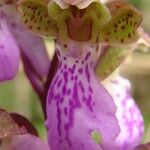 Orchis spitzelii Квітка