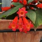 Kohleria spicata Flor