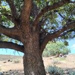 Quercus ithaburensis Bark