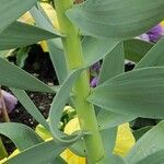 Fritillaria persica Blad