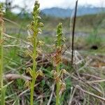 Orchis anthropophoraFlor