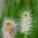 Cynosurus echinatus Mosusu