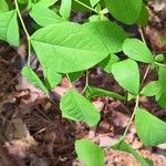 Vaccinium pallidum Fuelha