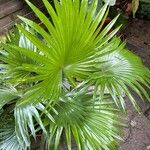 Livistona chinensis Folha