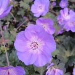 Geranium wallichianum Floare