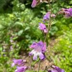 Penstemon smallii Flower