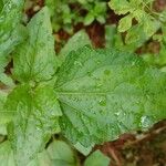 Ageratum conyzoides Лист