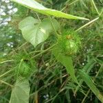 Passiflora foetida Vrucht