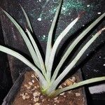 Agave striata Blatt