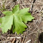 Acer grandidentatum पत्ता