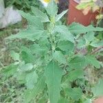 Chenopodium berlandieri Foglia