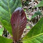 Anthurium jenmanii Leaf