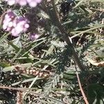 Achillea distans Hoja