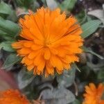 Calendula algeriensis Kukka