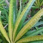 Osmoxylon lineare Hostoa