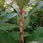Koenigia polystachya পাতা