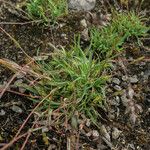 Poa badensis Hoja