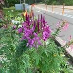 Cleome spinosa Flower