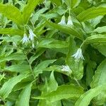 Prosartes hookeri Flower