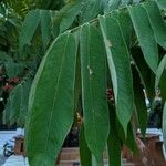 Amherstia nobilis Fuelha