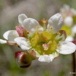 Micranthes integrifolia Flor