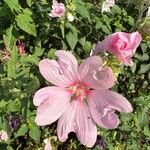 Malva thuringiaca Flower