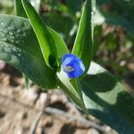 Commelina ensifolia 花