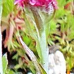 Antennaria dioica फूल