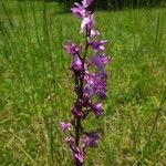 Anacamptis palustris Flower