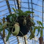 Nepenthes × neglecta Gyümölcs