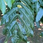 Pterocarya fraxinifolia Feuille