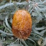 Banksia prionotes Bloem