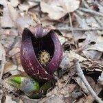 Symplocarpus foetidus Flor