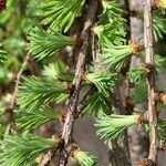 Larix kaempferi Levél