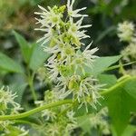 Echinocystis lobata Flower