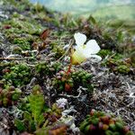 Diapensia lapponica Hábito