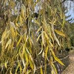 Salix babylonica Leaf