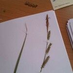 Carex elata Blomma
