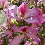 Bauhinia purpureaFlor