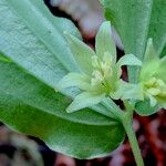 Prosartes hookeri Flower