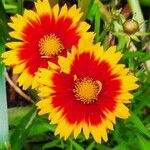 Coreopsis grandifloraFlower