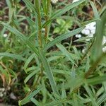 Achillea ptarmica Hoja