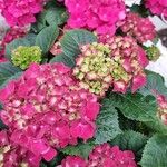 Hydrangea spp.Kwiat