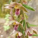 Epipactis helleborineCvet