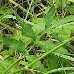 Pastinaca sativa Leaf